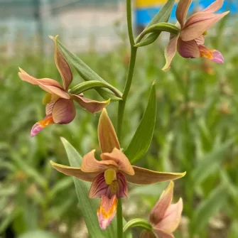 Nőszőfű (Epipactis)