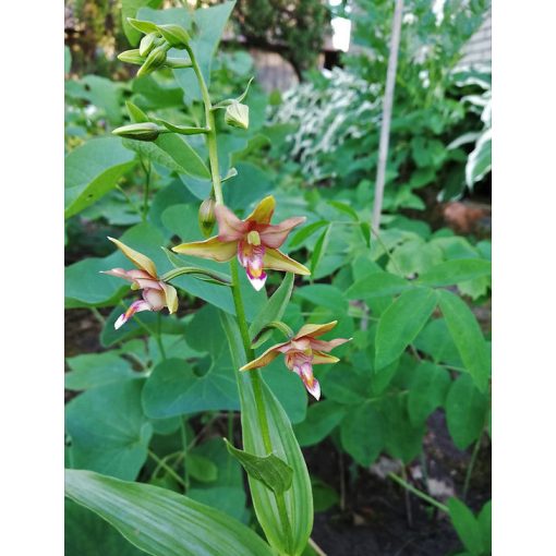 Epipactis veratrifolia x thunbergii (p9*9) - Nőszőfű