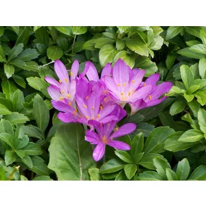 Colchium autumnale - Őszi kikerics