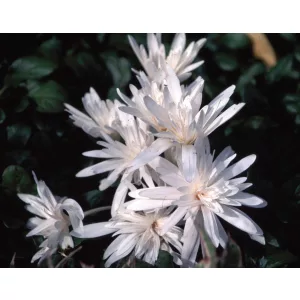 Colchium autumnale Alboplenum - Őszi kikerics