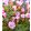 Oxalis versicolor Autumn Pink (I.) - Madársóska