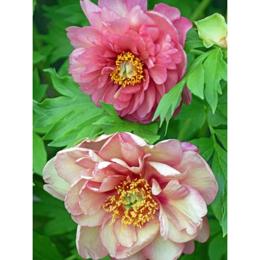 Paeonia itoh Magical Mystery Tour