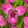 Tigridia pavonia Lilacea - Pávaszemes tigrisvirág