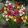 Tigridia pavonia Mix - Pávaszemes tigrisvirág