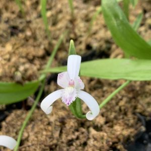 Pogonia japonica Alba (p7*7)