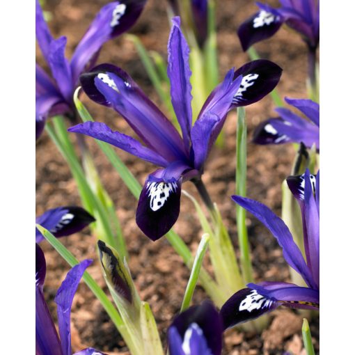Iris reticulata Blue Note - Recéshagymájú írisz