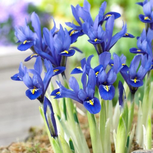 Iris reticulata Harmony - Recéshagymájú írisz