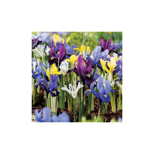 Iris reticulata Mix - Recéshagymájú írisz