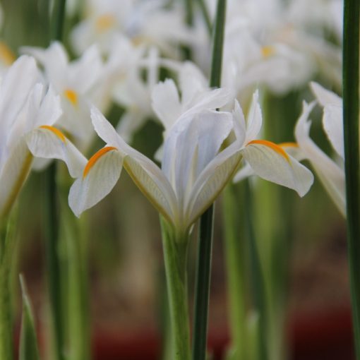 Iris reticulata Natascha - Recéshagymájú írisz