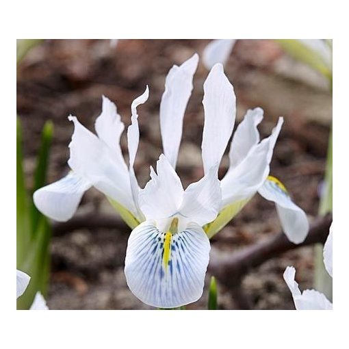 Iris reticulata Polar Ice - Recéshagymájú írisz