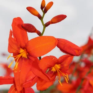 Crocosmia Babylon (8/+) - Sáfrányfű