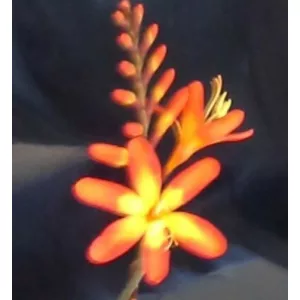 Crocosmia Bente