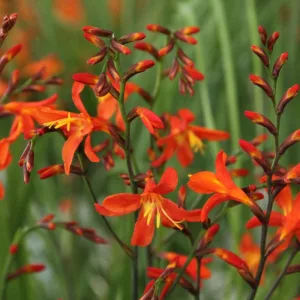Crocosmia Carmine Brilliant - Sáfrányfű