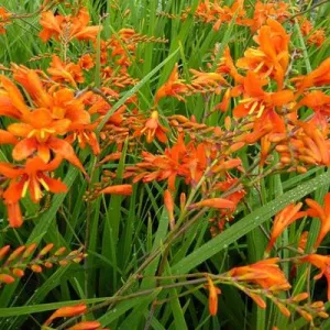 Crocosmia Masonarium (7/+) - Sáfrányfű