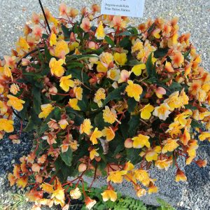   Begonia multiflora Frau Héléne Harms (I.) - Sokvirágú begónia