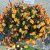 Multiflora begonias