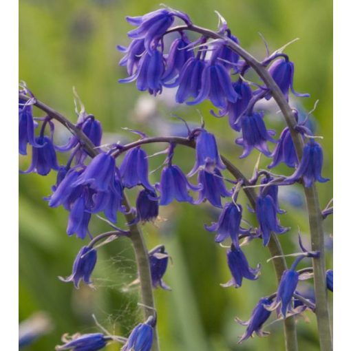 Hyacinthoides hispanica Bakkums Blue - Spanyol kékcsengő