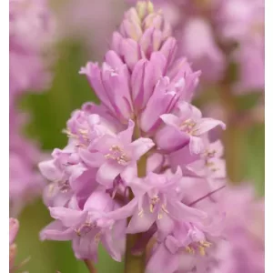 Hyacinthoides hispanica Miss World - Spanyol kékcsengő