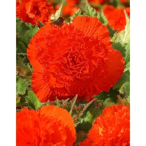Begonia fimbriata Orange - Szegfűvirágú begónia