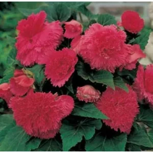 Begonia fimbriata Pink - Szegfűvirágú begónia