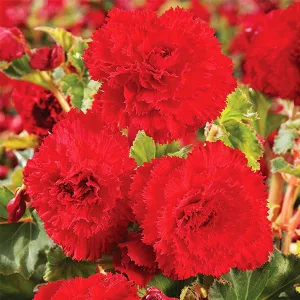 Begonia fimbriata Red - Szegfűvirágú begónia