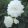 Begonia fimbriata White (6/+) - Szegfűvirágú begónia