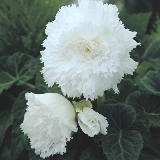 Begonia fimbriata White (6/+) - Szegfűvirágú begónia