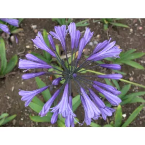 agapanthus-Kobold
