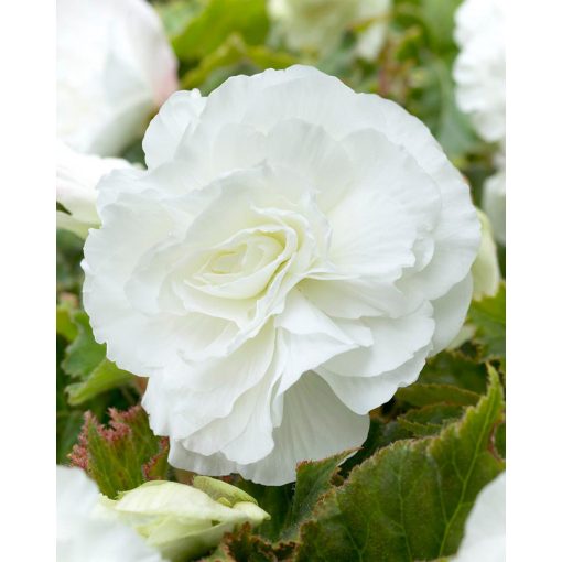 Begonia double-flowering White (6/+) - Teltvirágú begónia