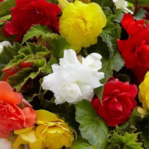 Begonia double-flowering mix - Teltvirágú begónia