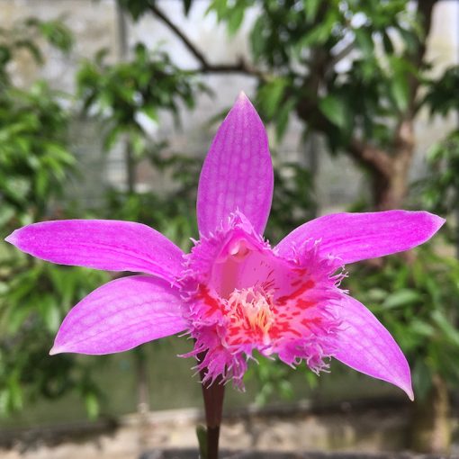 Pleione Marco Polo (I.) - Tibeti orchidea