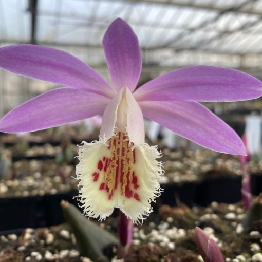 Pleione San Salvador x Eiger To Be (I.) - Tibeti orchidea
