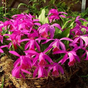 Pleione Tongariro (I.) - Tibeti orchidea