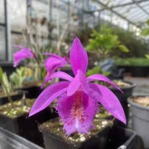 Pleione aurita x speciosa (I.) - Tibeti orchidea