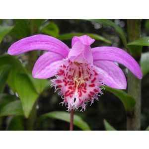 Pleione bulbocodioides (I.) - Tibeti orchidea