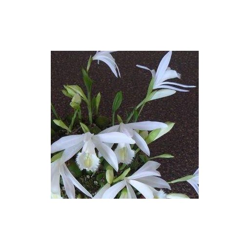 Pleione formosana Alba (I.) - Tibeti orchidea