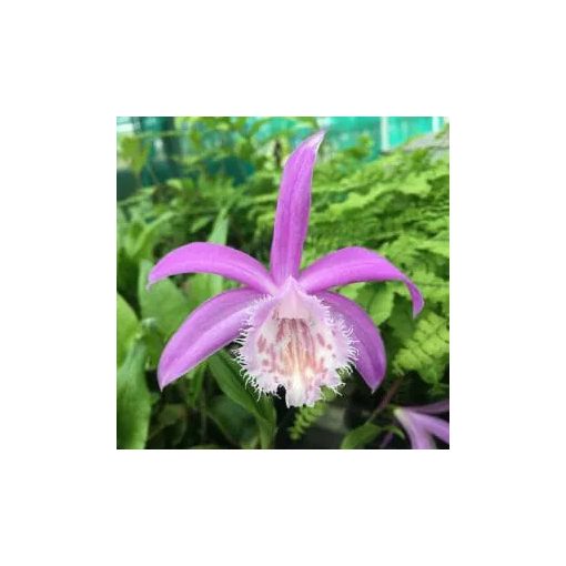 Pleione formosanum var. China (I.) - Tibeti orchidea