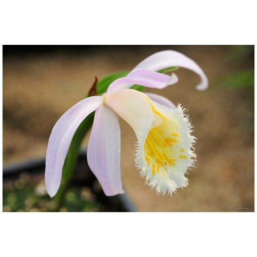 Pleione grandiflora (I.) - Tibeti orchidea