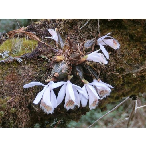 Pleione humile (I.) - Tibeti orchidea