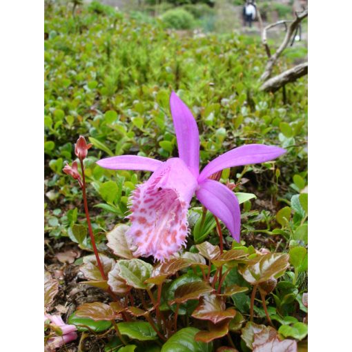 Pleione limprichtii (I.) - Tibeti orchidea