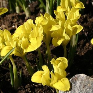 Iris danfordiae - Török nőszirom