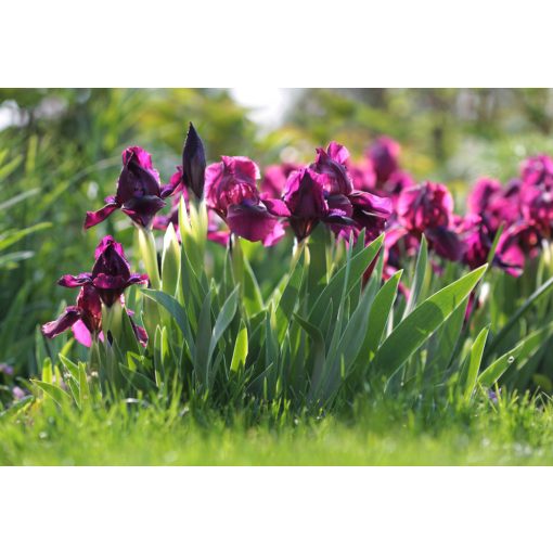 Iris pumila Cherry Garden - Törpe nőszirom