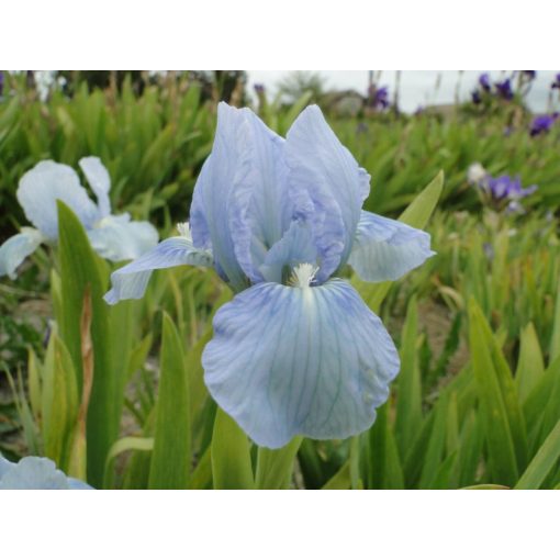 Iris pumila Little Sapphire - Törpe nőszirom
