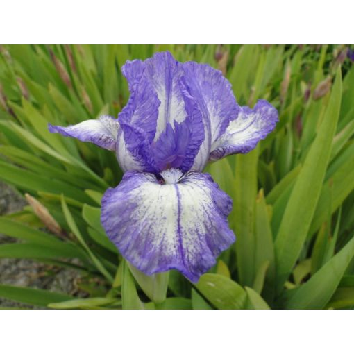 Iris pumila Petite Polka - Törpe nőszirom