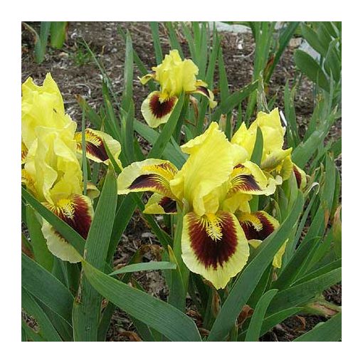 Iris pumila Ritz - Törpe nőszirom