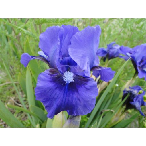 Iris pumila Truly - Törpe nőszirom