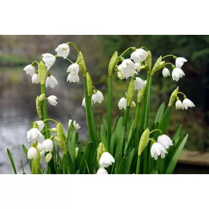 Leucojum aestivum Gravetye Giant - Tőzike