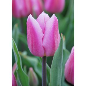 Tulipa Aafke - Tulipán
