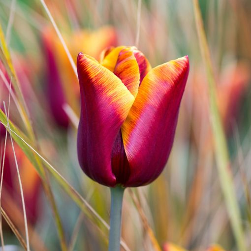 Tulipa Abu Hassan - Tulipán