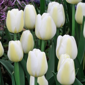 Tulipa Angels Wish - Tulipán
